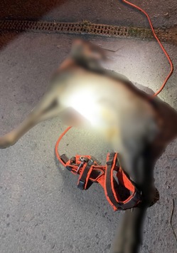 LPI-EF: Polizei sucht Hundehalter nach Jagdwilderei im Steiger und weist auf Leinenpflicht hin