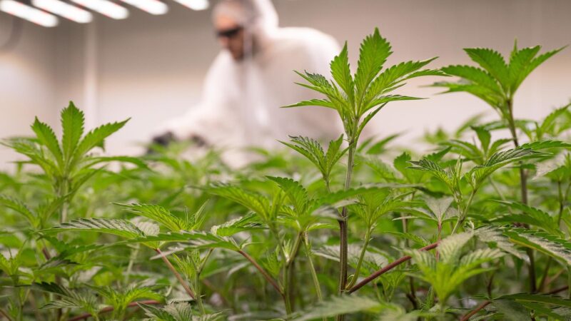 Cannabiskonsum nach Teillegalisierung kaum verändert