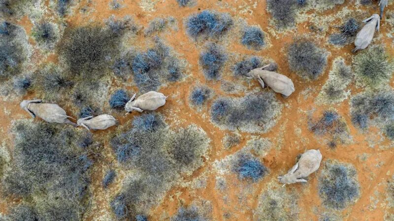 ICARUS-Projekt zur Tierbeobachtung startet wieder