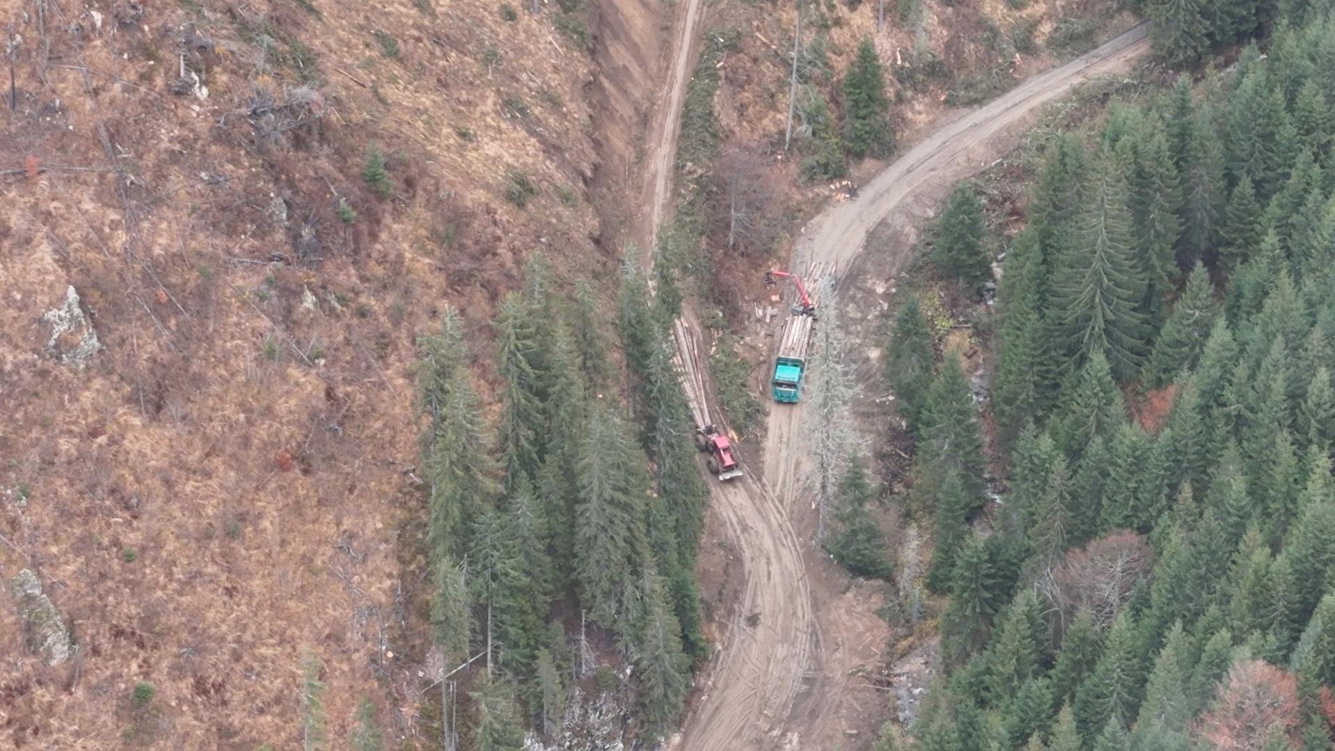 Wie Rumäniens Urwälder illegaler Rodung zum Opfer fallen