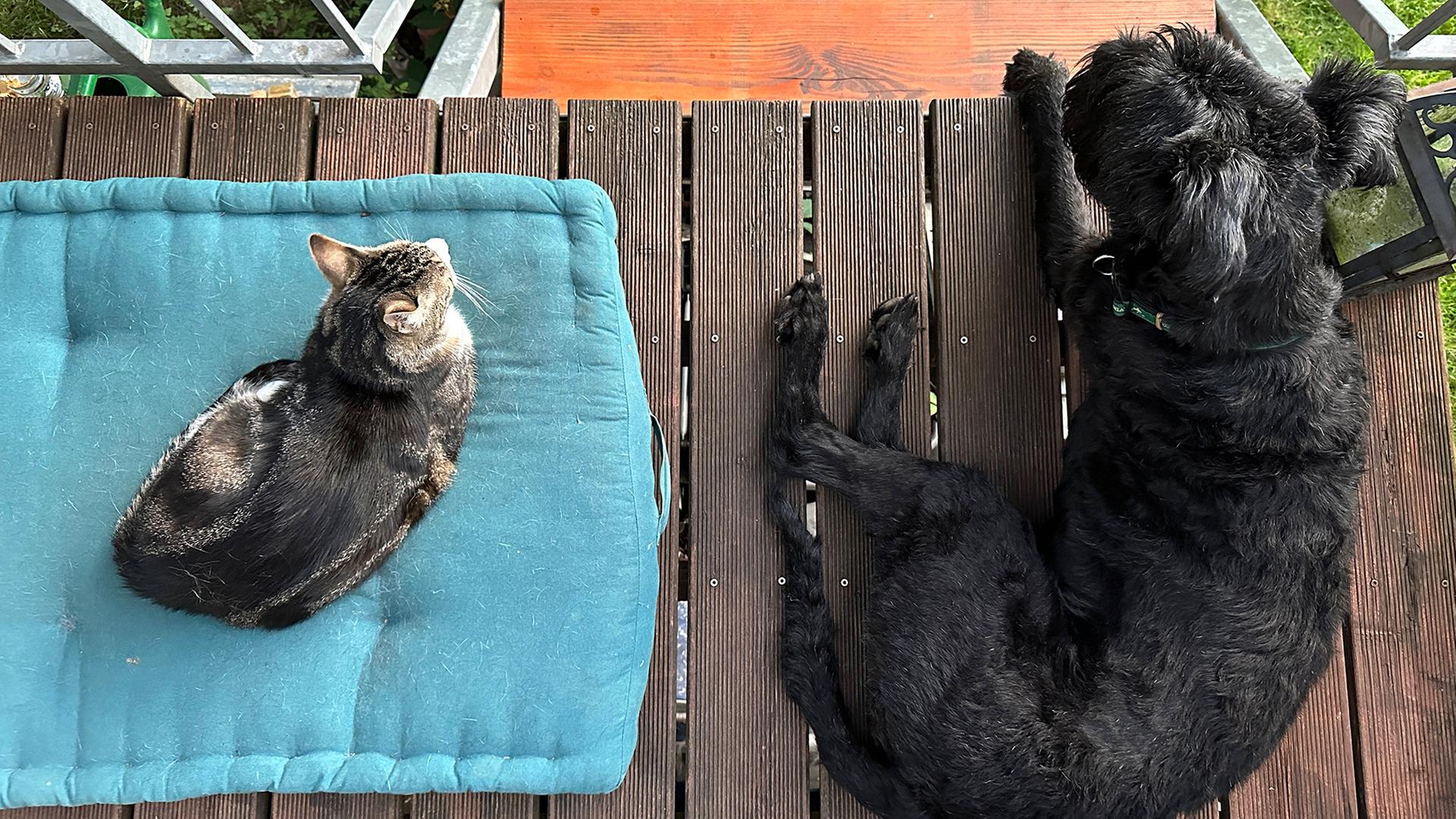 EU-weite Chip-Pflicht für Hunde und Katzen kommt