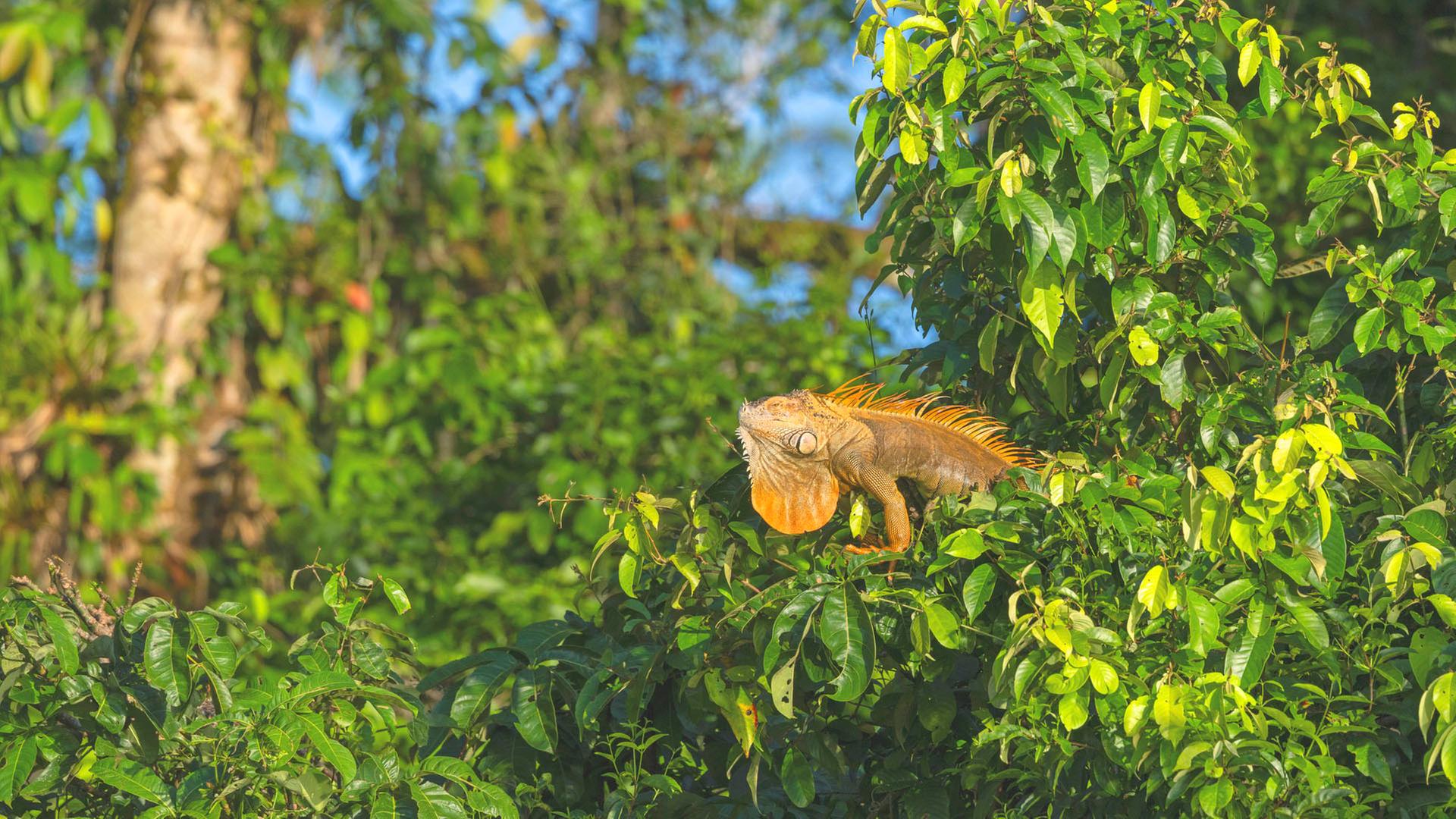 Wissenschaftler erforschen Reptilien im Regenwald