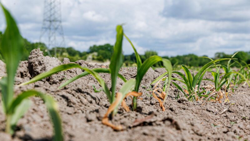 2025 wird eines der heißesten Jahre seit Messbeginn