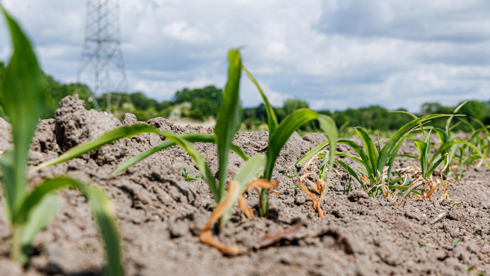 2025 wird eines der heißesten Jahre seit Messbeginn