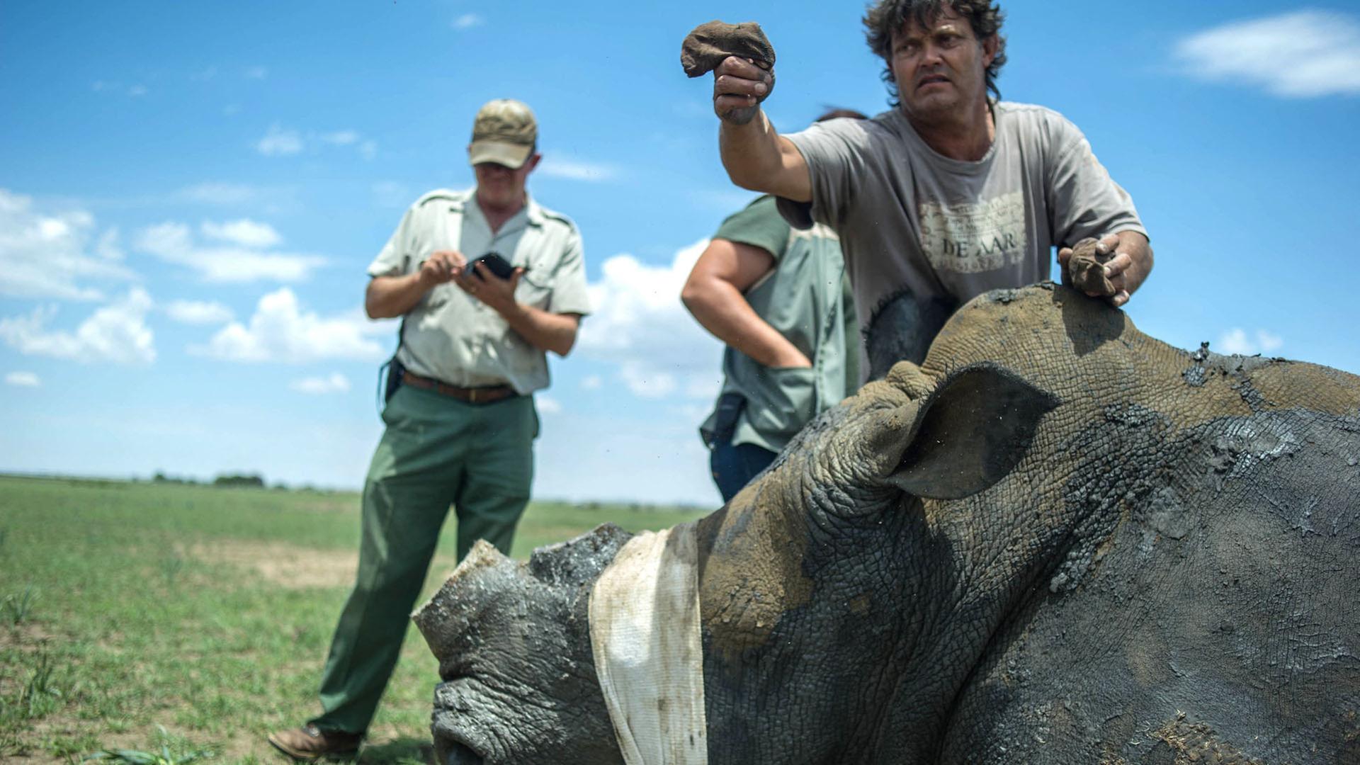 Südafrika diskutiert über Export von Nashornhorn