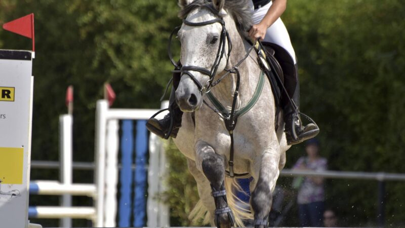 Reiten – Wie Pferde im Breitensport leiden