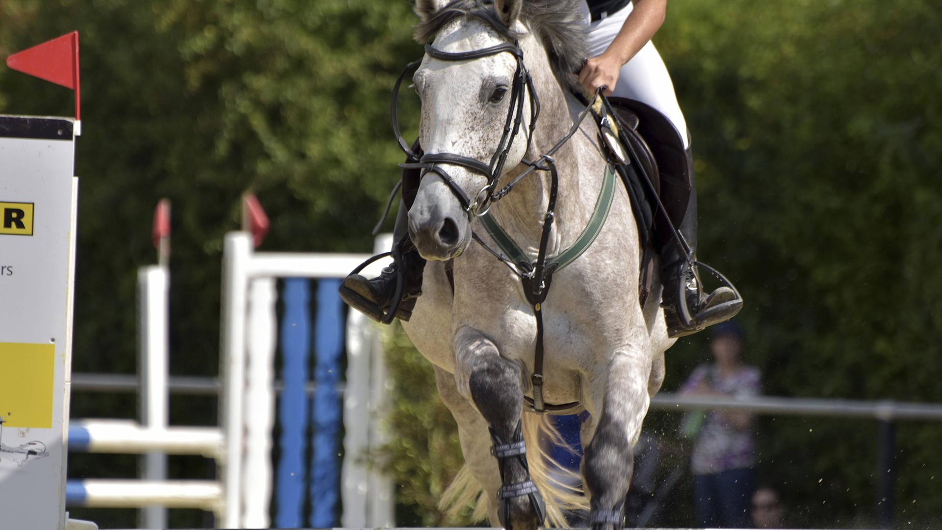 Reiten – Wie Pferde im Breitensport leiden