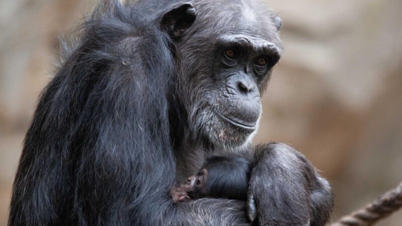 Schimpansen hinterfragen ihre Entscheidungen rational