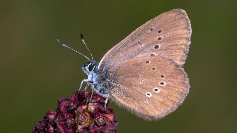 Dunkler Wiesenknopf-Ameisenbläuling ist Schmetterling des Jahres