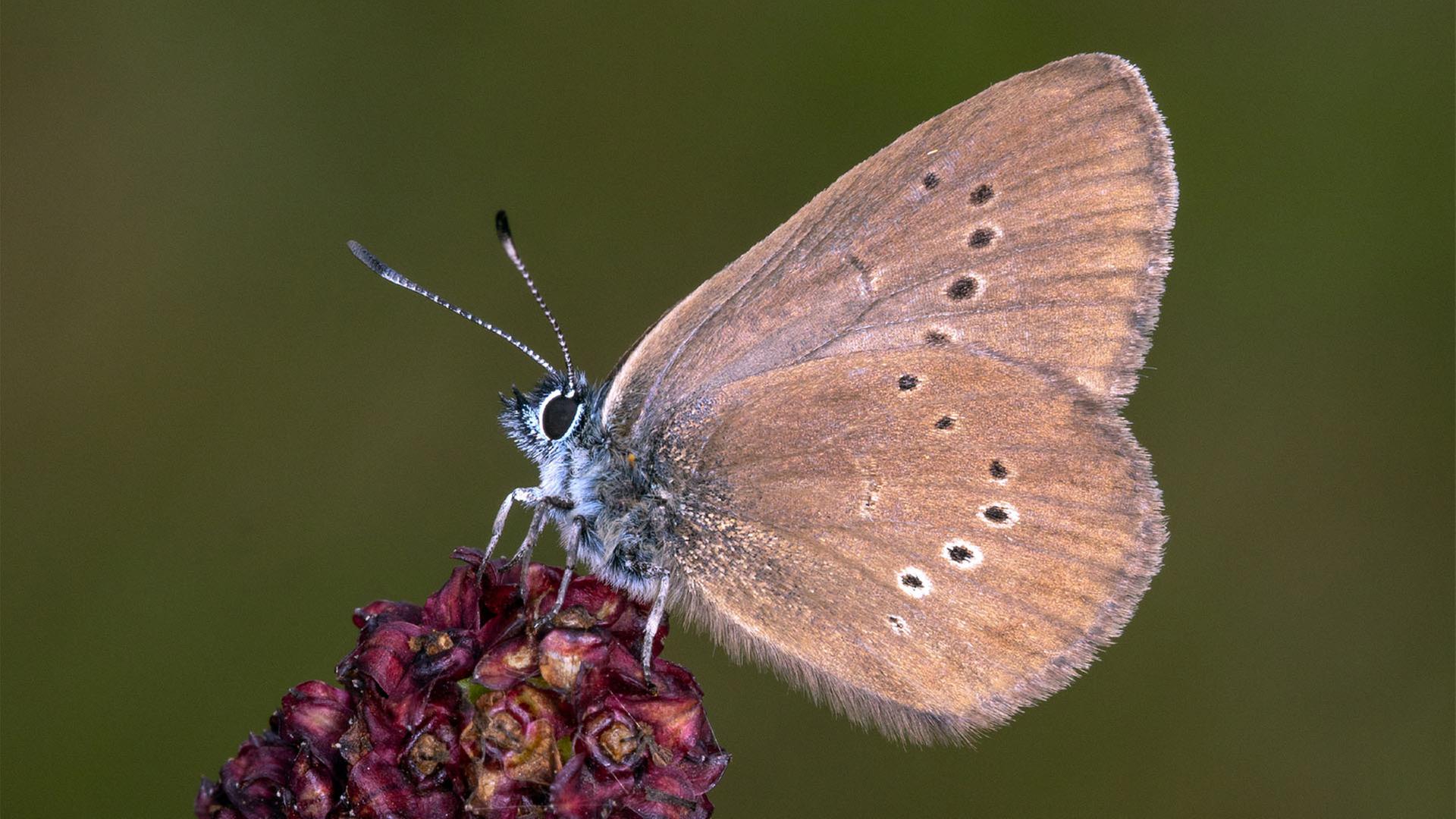 Dunkler Wiesenknopf-Ameisenbläuling ist Schmetterling des Jahres