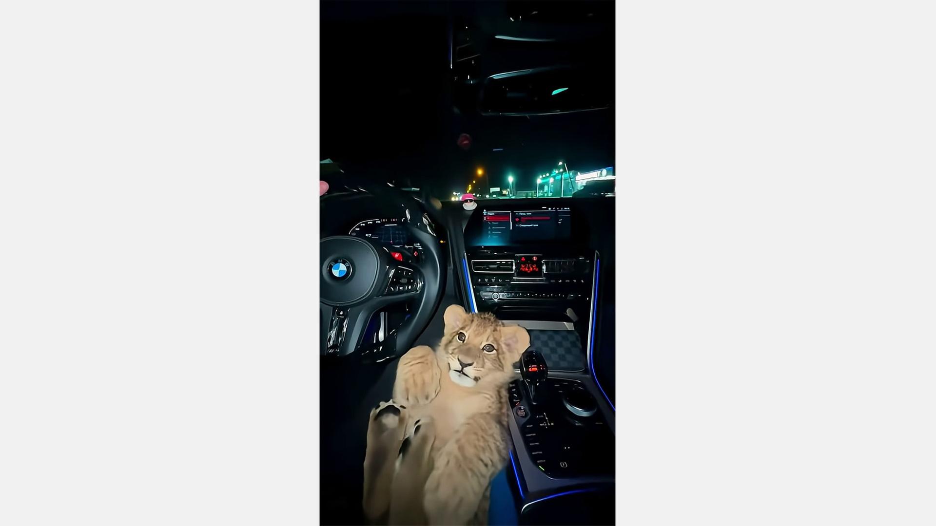 Löwenbaby im Sportwagen wohl kein echtes Video aus Bremen