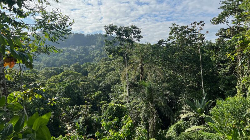 Natürliche Erholung tropischer Wälder braucht Jahrzehnte