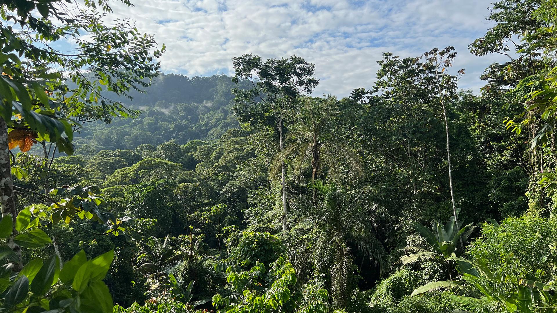 Natürliche Erholung tropischer Wälder braucht Jahrzehnte