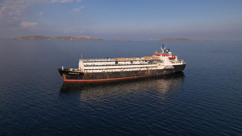 Tausende Rinder seit Wochen auf Schiff – Tierschützer besorgt