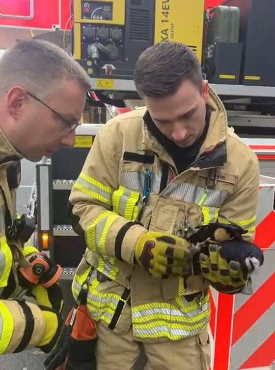 Ungewöhnlicher Feuerwehreinsatz: „Das war herzzerreißend“ – Feuerwehr rettet Rabe aus misslicher Lage