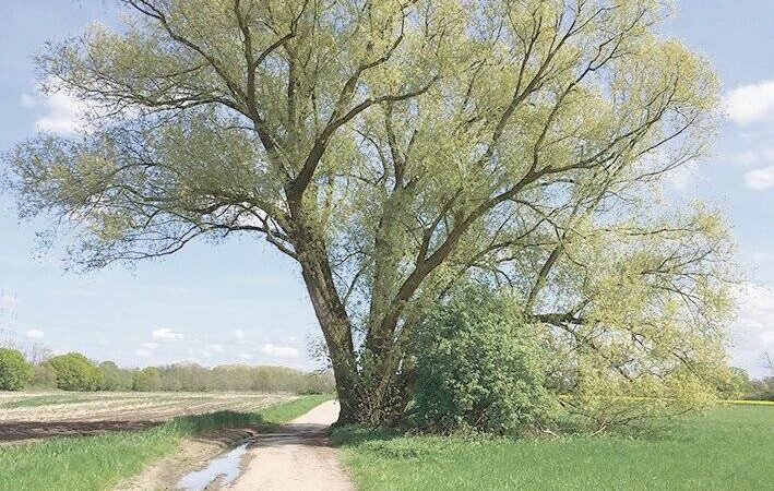 Bäume in Meerbusch: Die alte Weide am Herrenbusch ist weg – und lebt doch weiter
