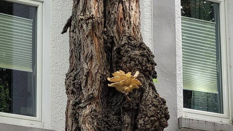 Kurzfristige Baumfällungen: Fünf Robinien an der Fabriciusstraße werden gefällt