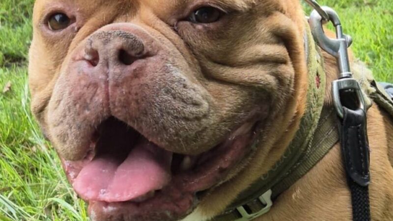 Tier der Woche aus Hilden: Treuer Bulldoggen-Mischling Henk sucht neues Zuhause