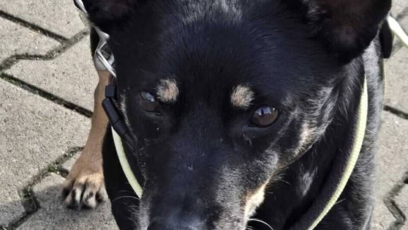 Tierischer Notfall in Düsseldorf: „Er versteht die Welt nicht mehr“ – Tierheim sucht Besitzer für blinden Bobby