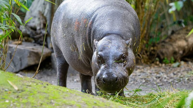 Zoo Duisburg: Ein neues Zuhause für die Mini-Hippos am Kaiserberg