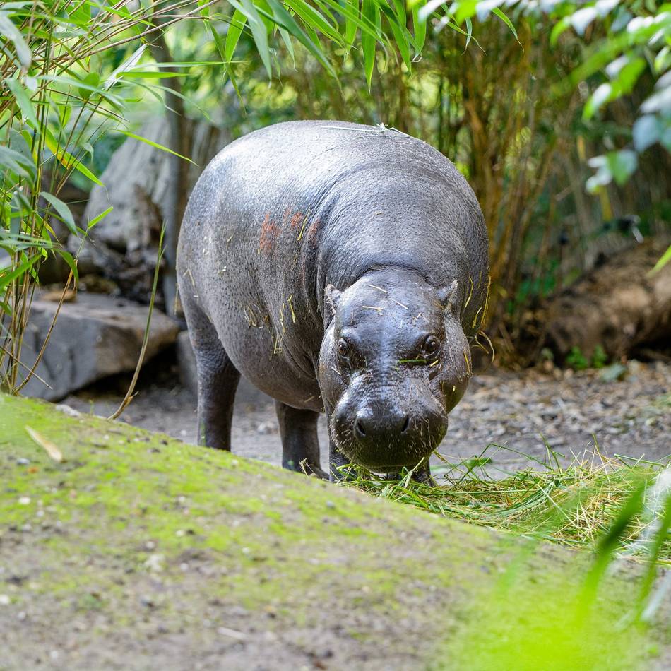 Zoo Duisburg: Ein neues Zuhause für die Mini-Hippos am Kaiserberg