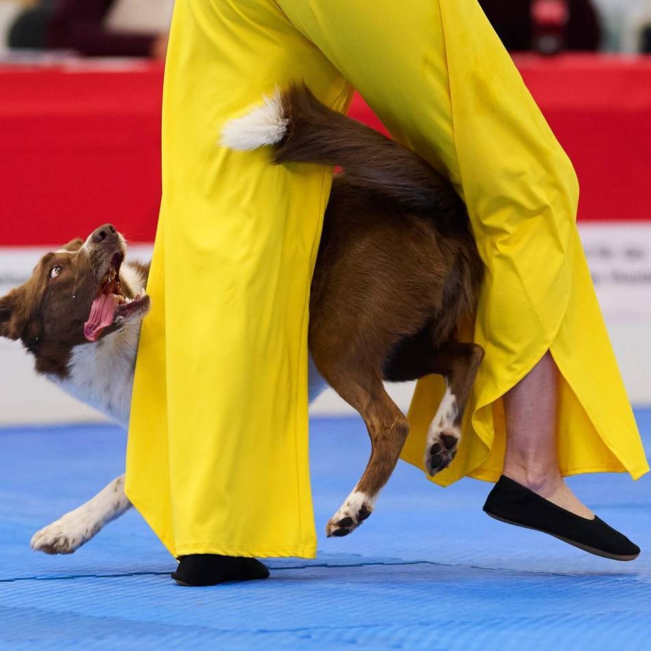 Messe „Hund & Pferd“ in Dortmund: Border Collies im Discofieber