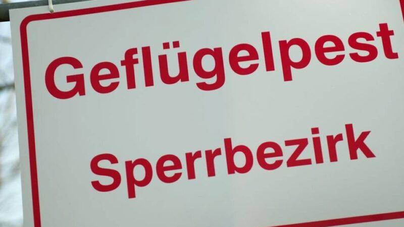 Kreis Wesel gibt Details bekannt: Geflügelpest-Ausbruch in Kamp-Lintfort bestätigt – das gilt jetzt