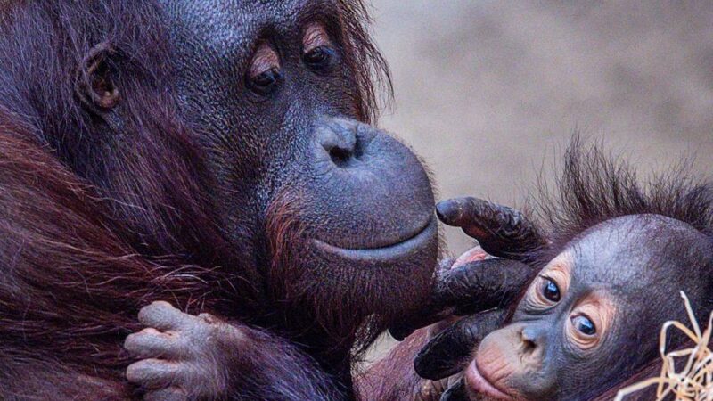 Erkenntnisse aus der Tierwelt: Warum Frauen länger leben als Männer