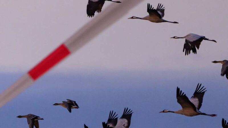 Geflügelpest im Kreis Wesel: Neuer Verdachtsfall in Kamp-Lintfort – Virus breitet sich rasant aus