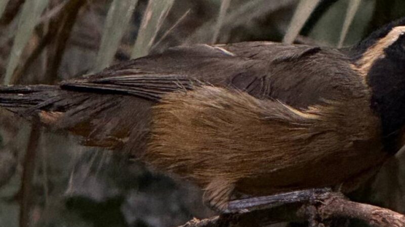 Amtshilfe aus Duisburg: Schlag gegen illegalen Wildtier-Handel – Zoo nimmt Singvögel aus Südamerika auf