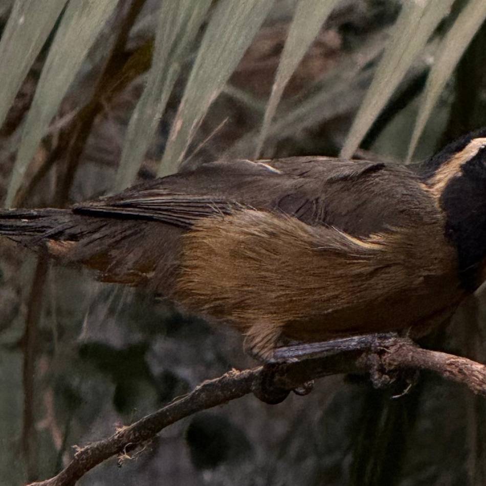 Amtshilfe aus Duisburg: Schlag gegen illegalen Wildtier-Handel – Zoo nimmt Singvögel aus Südamerika auf