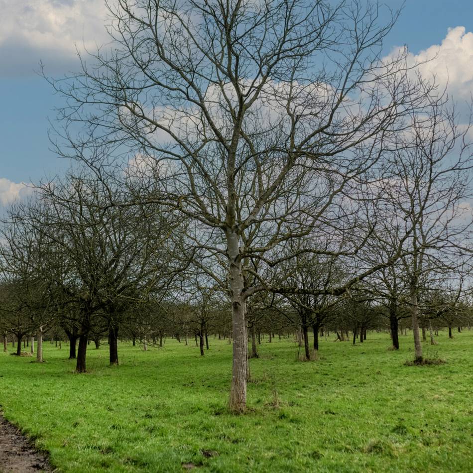 Entdeckung bei der Apfelernte: Mann findet Leiche in Meerbuscher Streuobstwiese