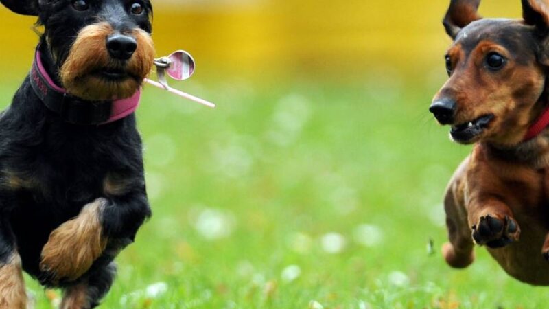 Eingezäunte Fläche erwünscht: Meerbuscherin setzt sich für Hundeplatz in Osterath ein