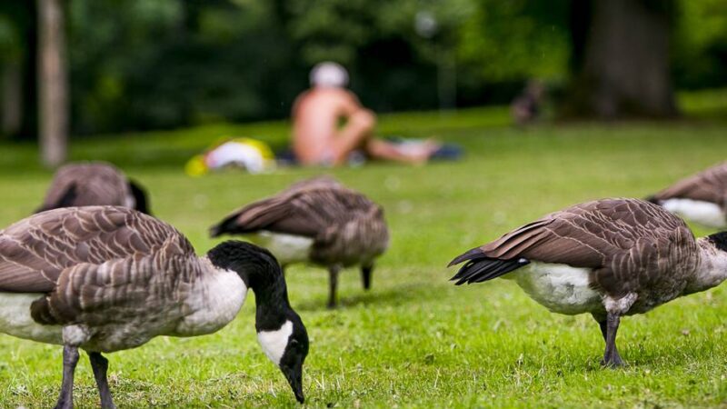 Positive Bilanz des Gänsemanagements: Zahl der Gänse in Düsseldorf leicht rückläufig – doch „Kotbelastung immer noch hoch“