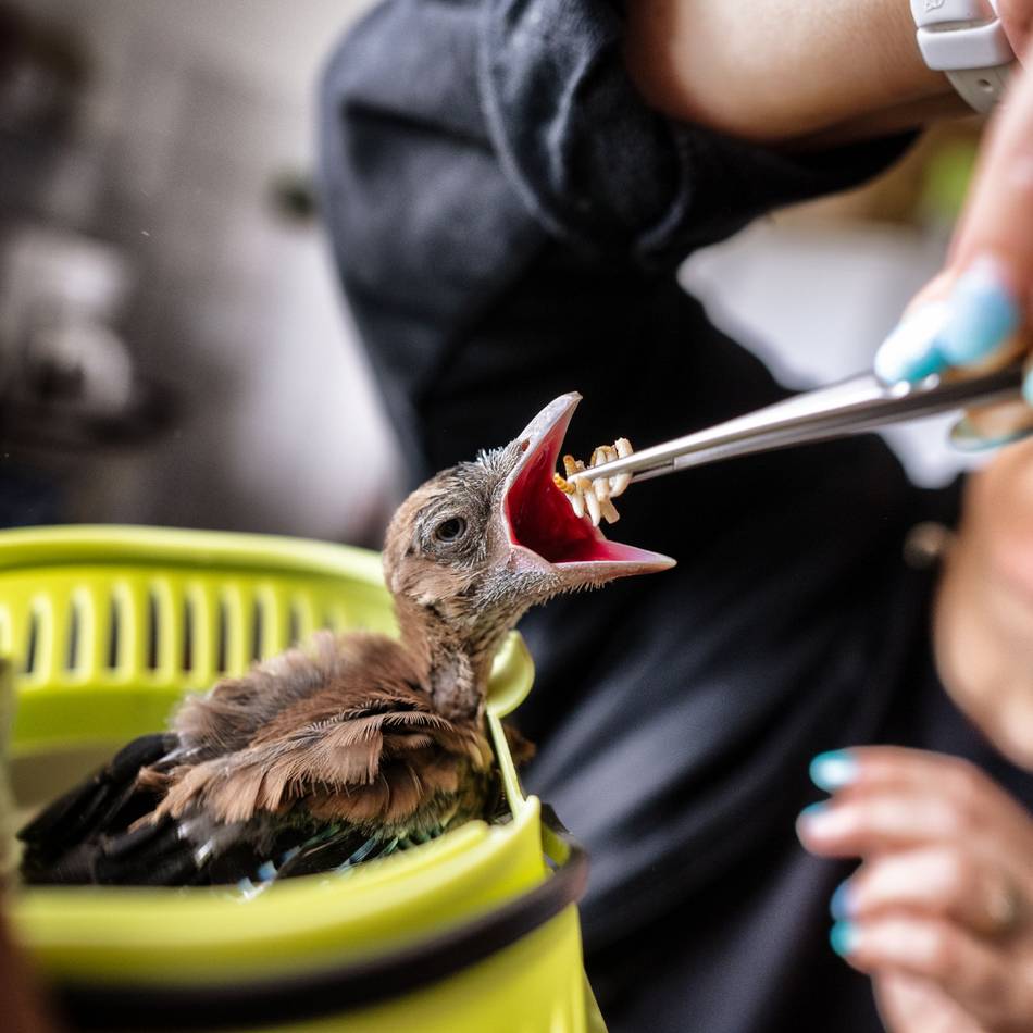 Wegen Ausbreitung der Vogelgrippe: Tierheim Hilden stoppt Aufnahme von Wildvögeln und Geflügel