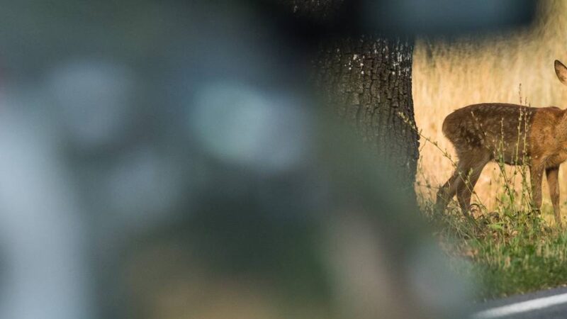 „Das ist kein schöner Anblick“: Wie viele Wildunfälle es im Kreis Wesel gibt – und warum