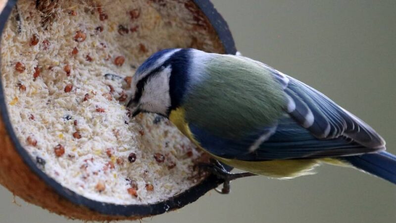 Anleitung für Vogelfreunde: Vogelfutterbomben selbst machen – so einfach geht’s