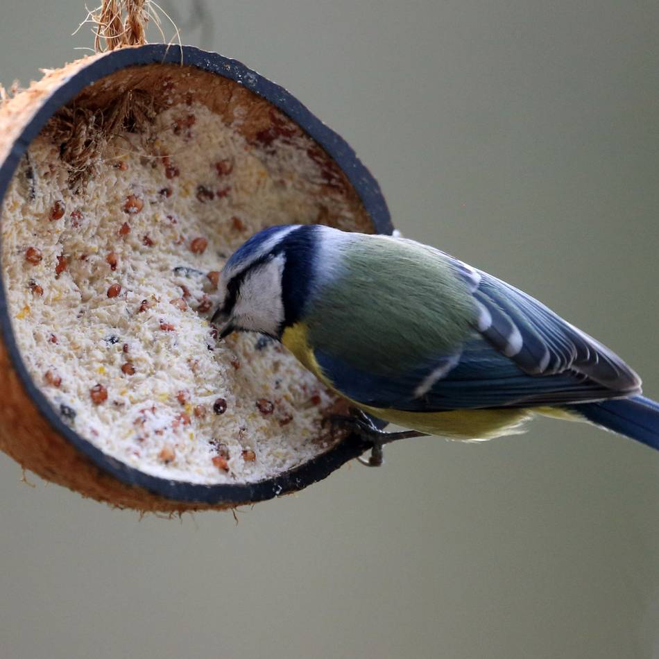 Anleitung für Vogelfreunde: Vogelfutterbomben selbst machen – so einfach geht’s
