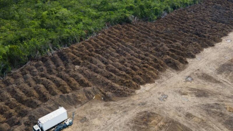 Eine Milliarde für Regenwälder: Deutschlands Beitrag zum Tropenwaldfonds kommt nicht bei allen gut an