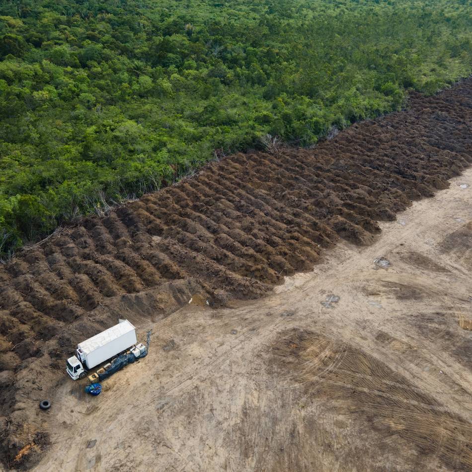 Eine Milliarde für Regenwälder: Deutschlands Beitrag zum Tropenwaldfonds kommt nicht bei allen gut an