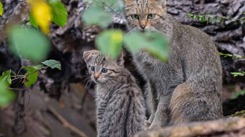 Art vor dem Aussterben schützen: 16 Wildkatzen verlassen den Duisburger Zoo
