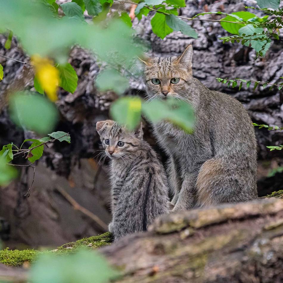 Art vor dem Aussterben schützen: 16 Wildkatzen verlassen den Duisburger Zoo