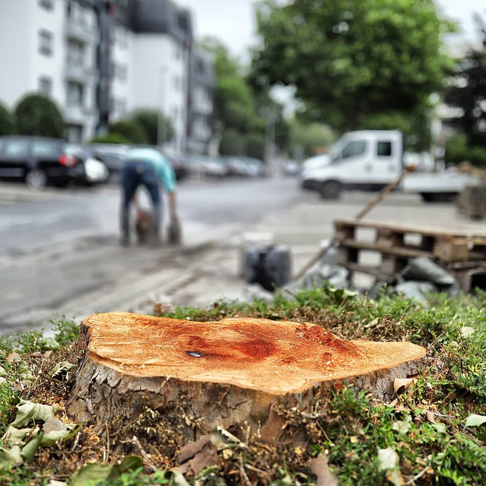 Diskussion in Hilden: Stadt kündigt weitere Baumfällungen an
