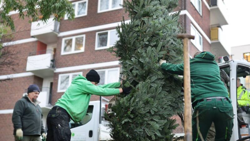 Beethovenstraße in Hilden: Stadt pflanzt fünf Meter hohe Nordmanntanne