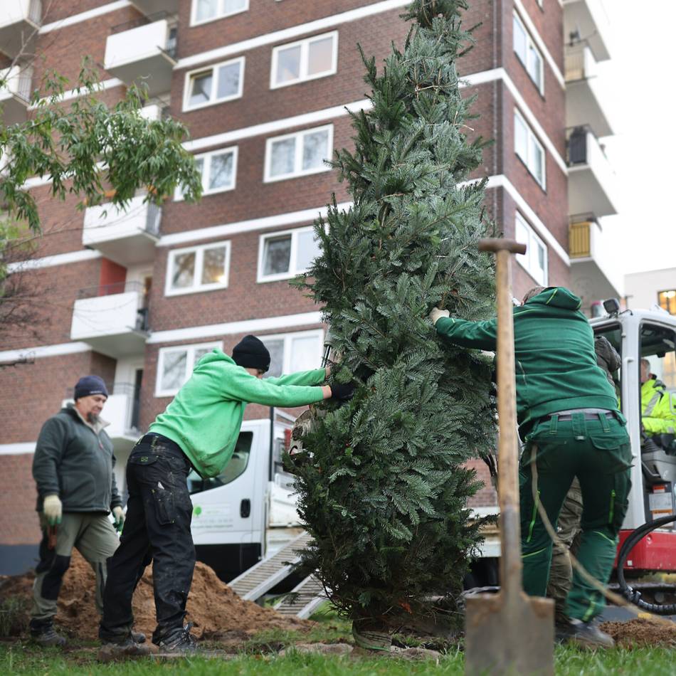 Beethovenstraße in Hilden: Stadt pflanzt fünf Meter hohe Nordmanntanne