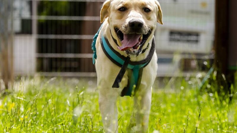 Tierschutz in Düsseldorf: Vom Opfer zum Hoffnungsträger – wie Haribo jetzt anderen Hunden hilft