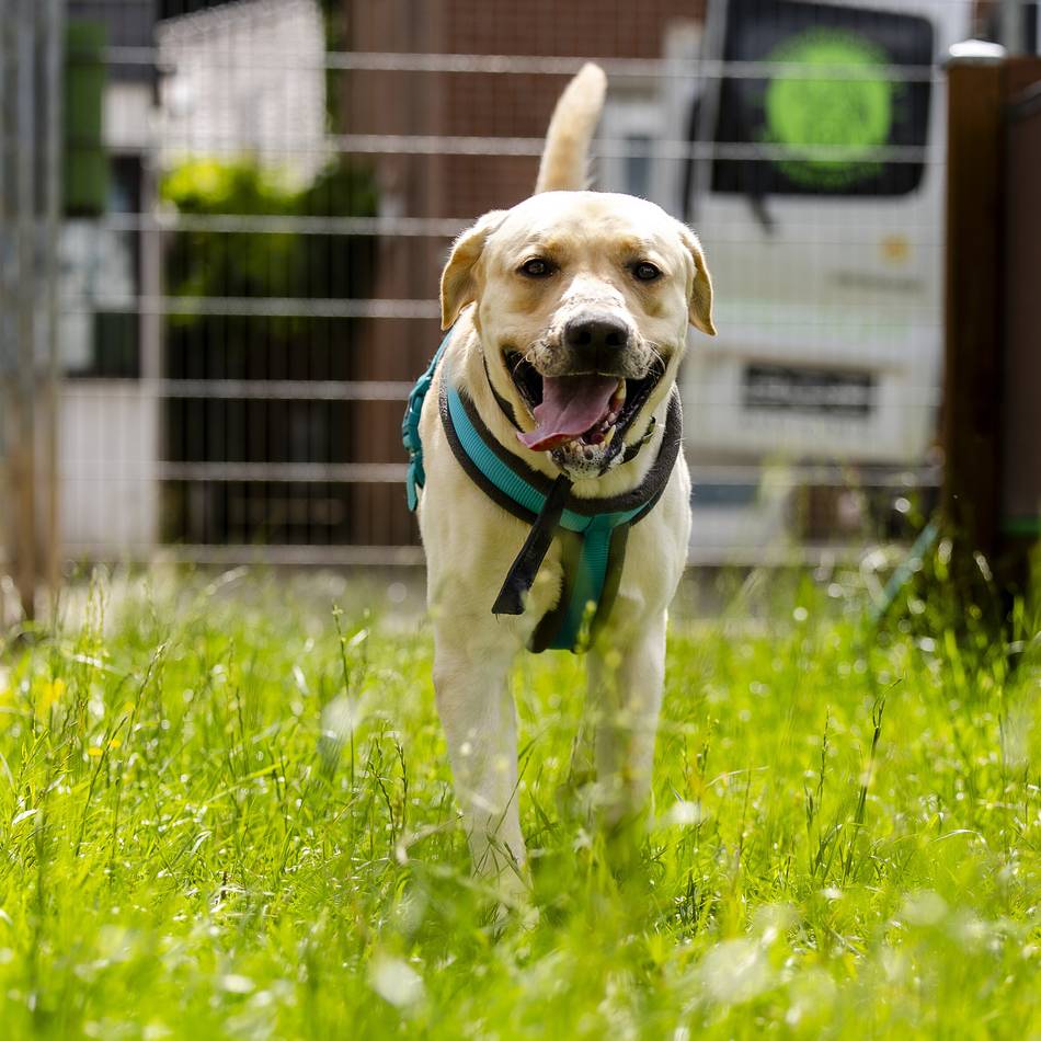 Tierschutz in Düsseldorf: Vom Opfer zum Hoffnungsträger – wie Haribo jetzt anderen Hunden hilft