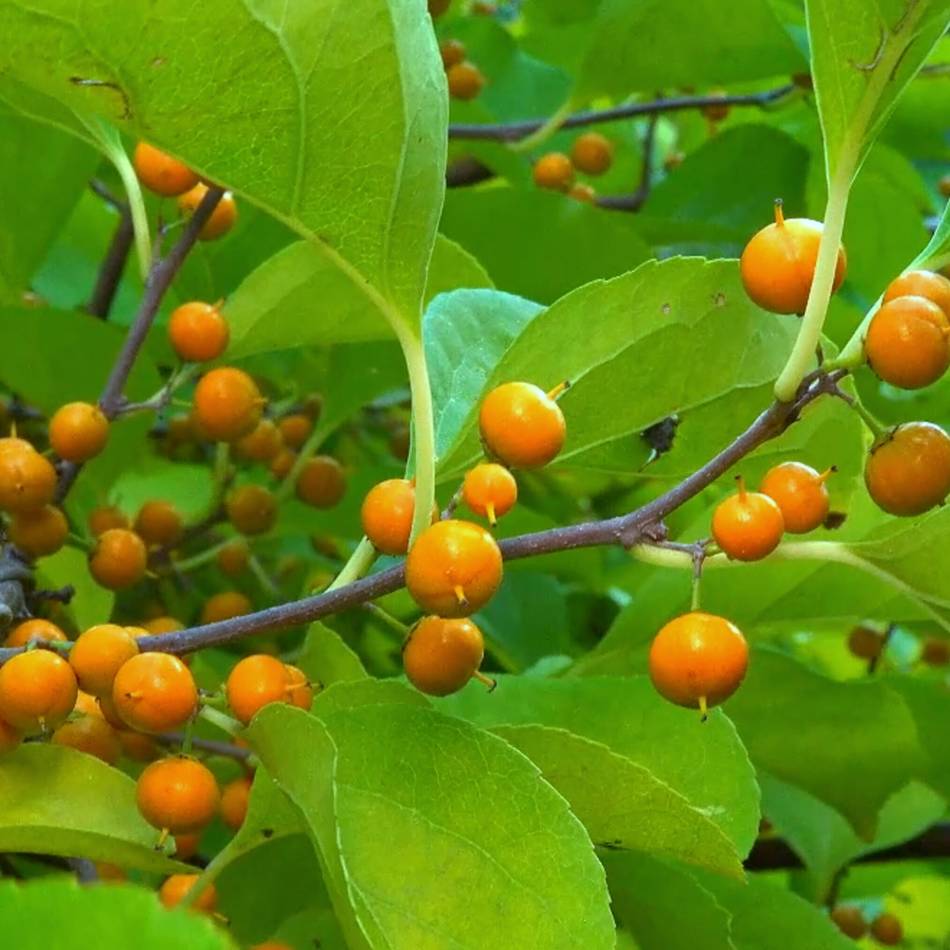 Natur in Meerbusch: Invasive Schlingpflanze „Baumwürger“ wird großflächig entfernt