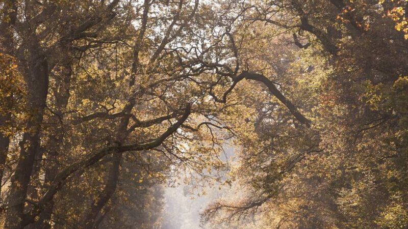 Eine Death Doula über Sterbebegleitung und Trauer: „Wie schaffen Sie es, dem Tod so viel Gutes abzuringen, Frau Wiedemann?“