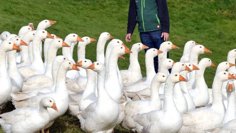 Bislang blieben die Geflügelhöfe von der Vogelgrippe verschont: Gans im Glück